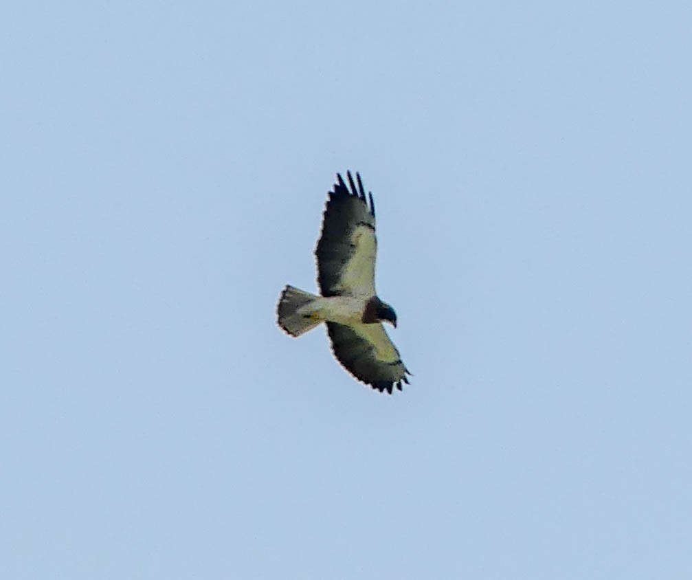 Swainson's Hawk - ML335419181