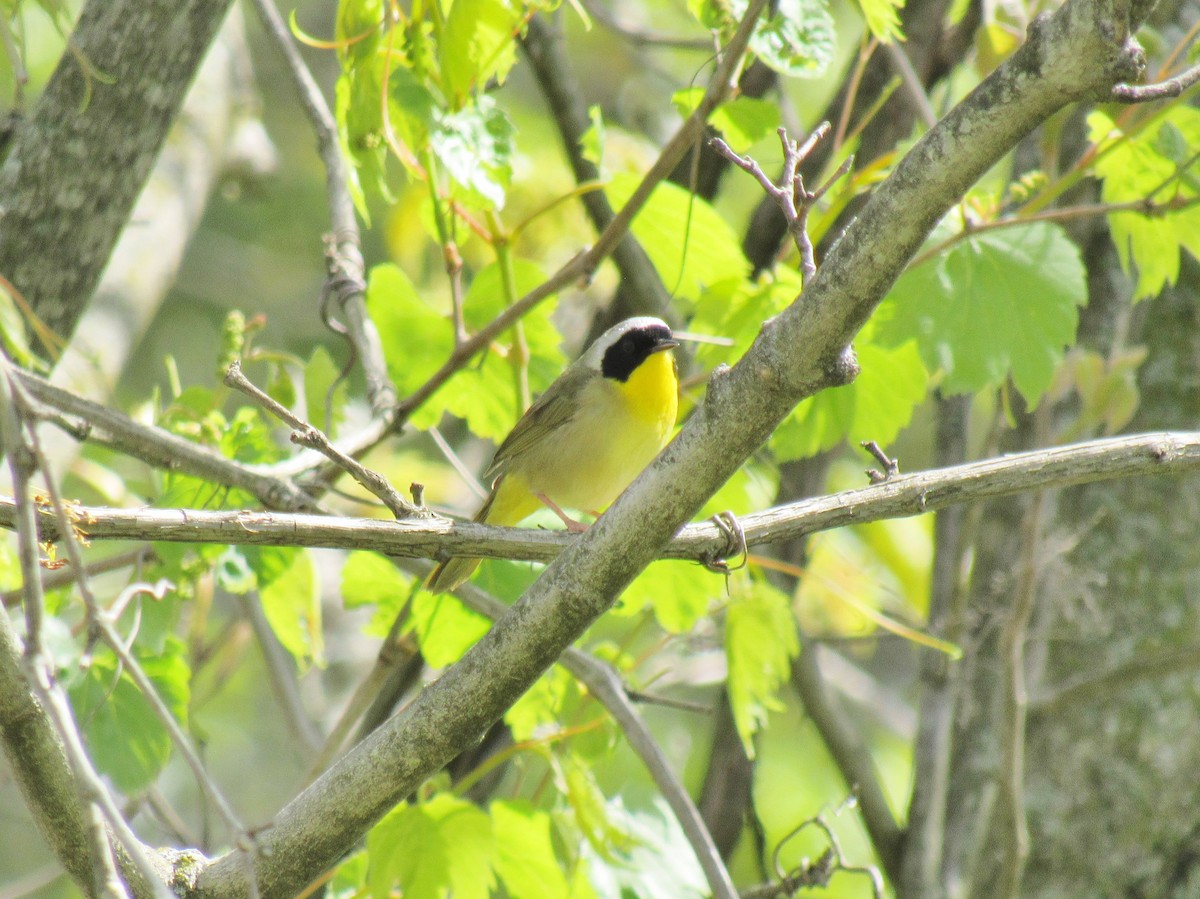 Common Yellowthroat - ML335419211