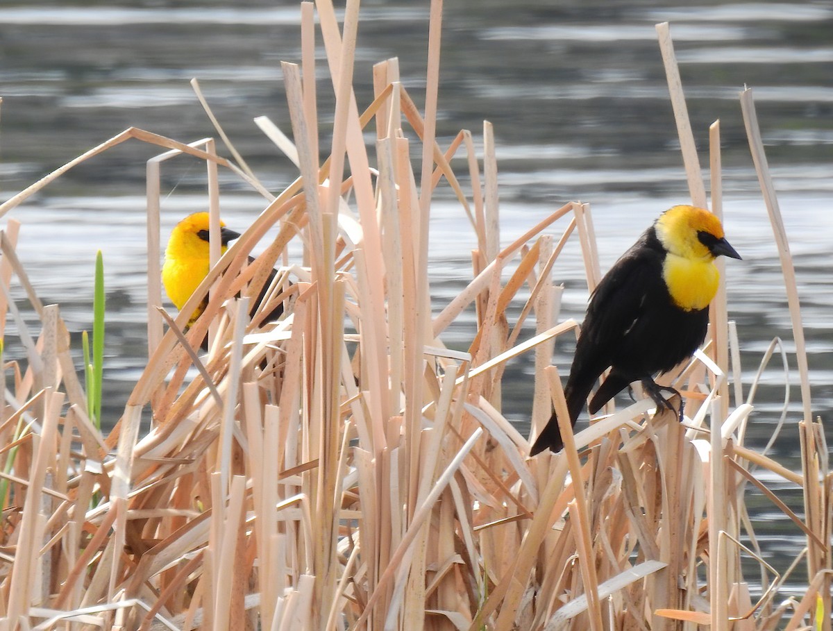 Yellow-headed Blackbird - ML335419271