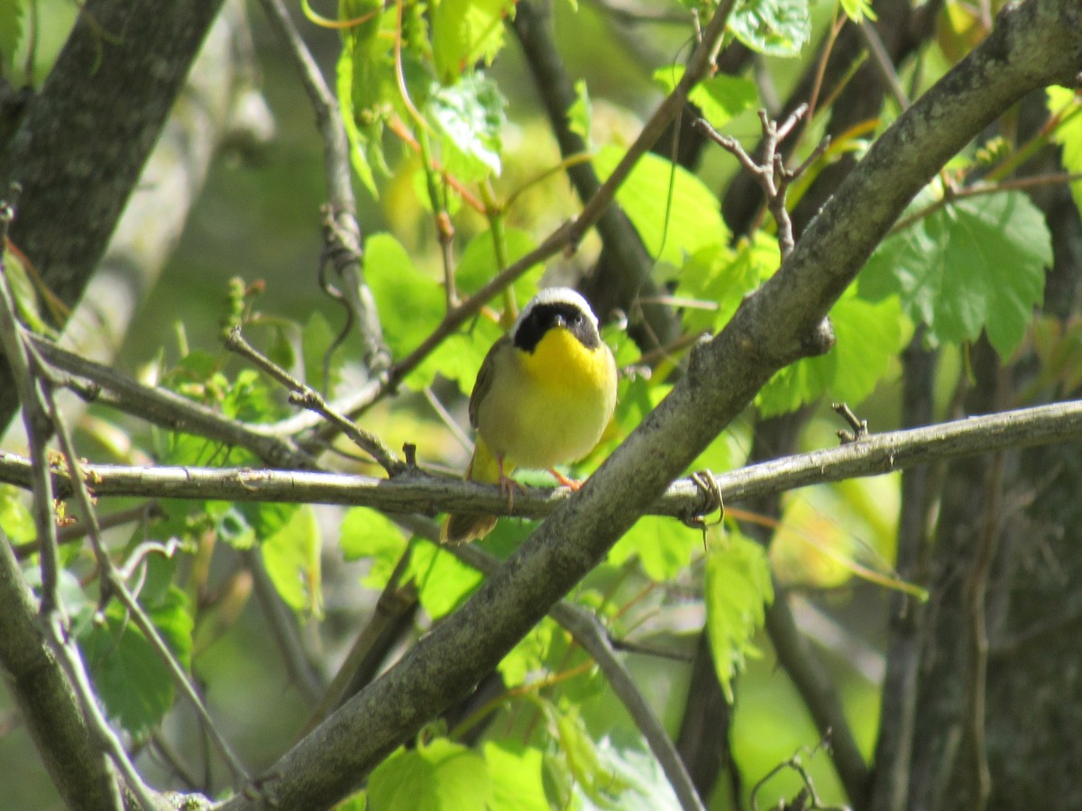 Common Yellowthroat - ML335419421