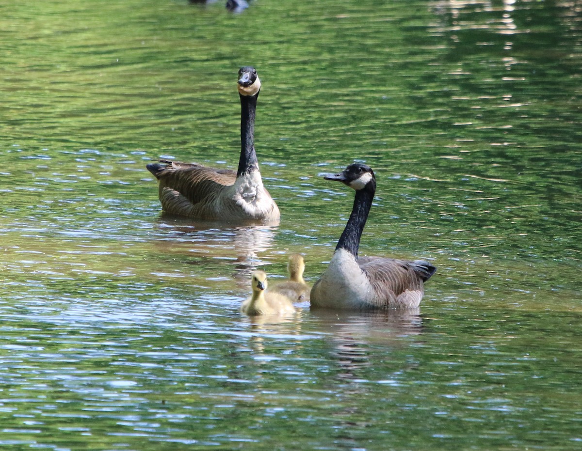 Canada Goose - ML335419641