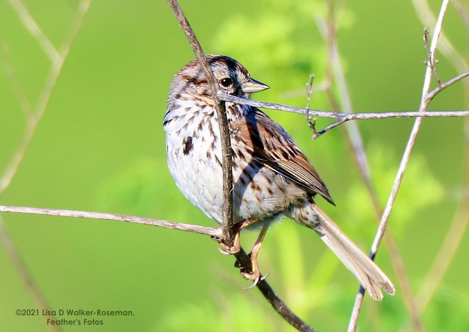 sangspurv - ML335419861