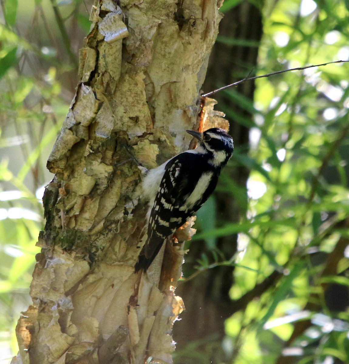 Downy Woodpecker - ML335420091