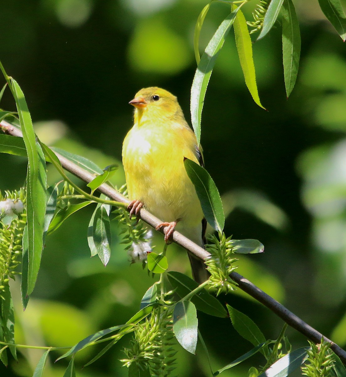 American Goldfinch - ML335420401