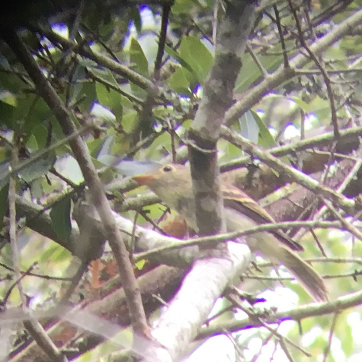 Acadian Flycatcher - ML33542181