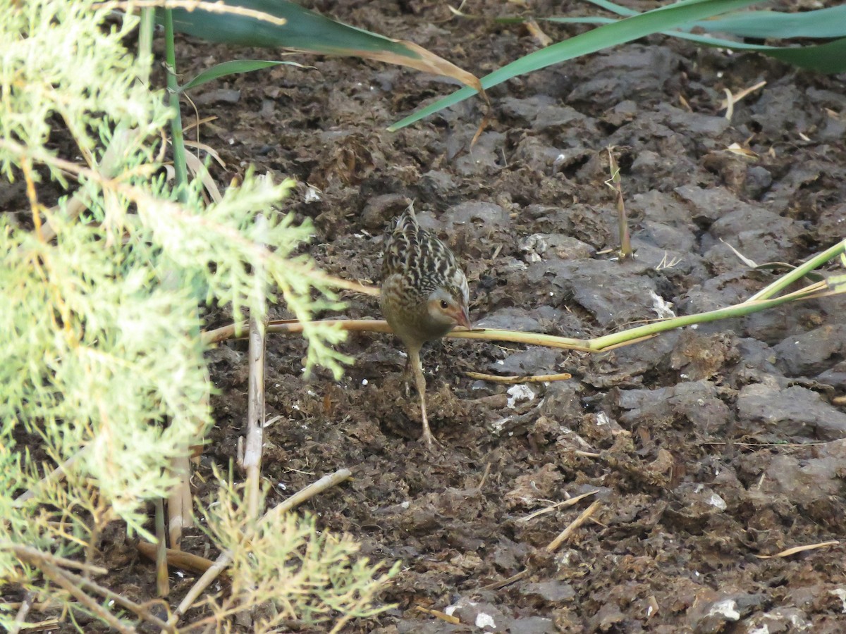 Corn Crake - ML335422021