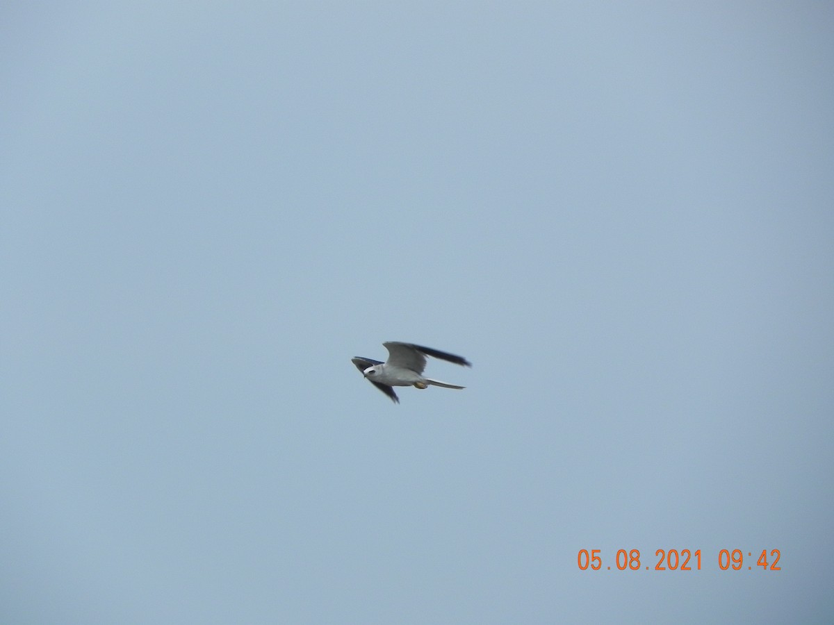 White-tailed Kite - ML335422651