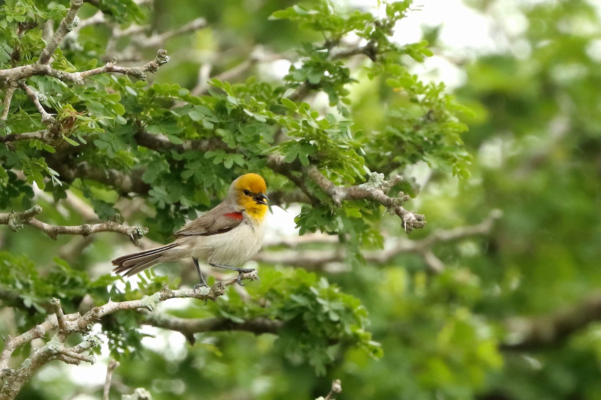 Verdin - ML335422841