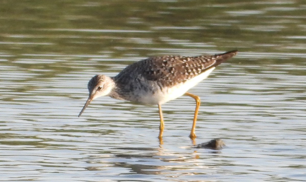 Lesser Yellowlegs - Corey S.