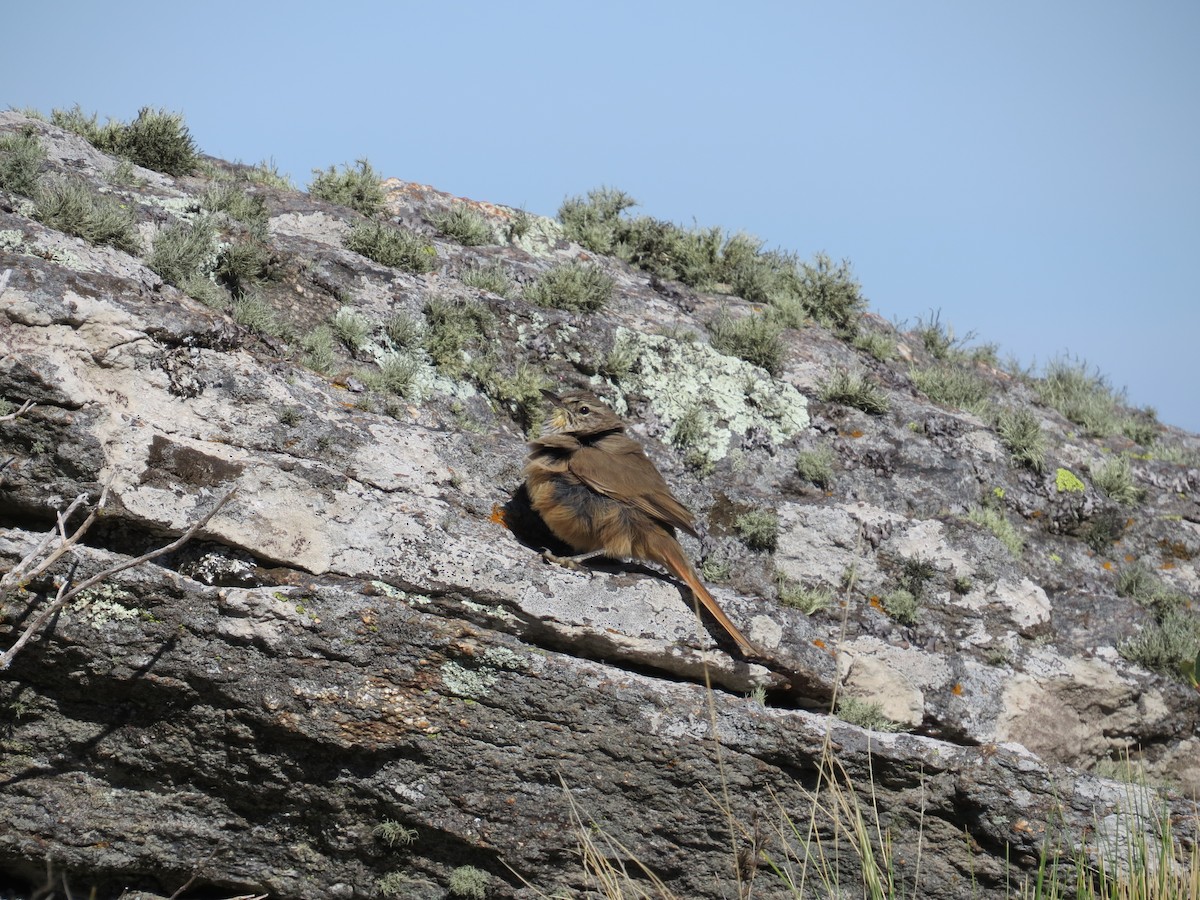 Cordilleran Canastero - ML335424791