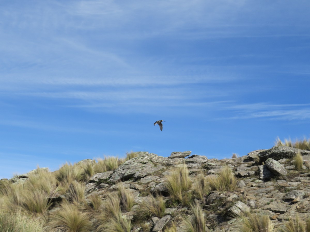 Pantanal Snipe - ML335424801
