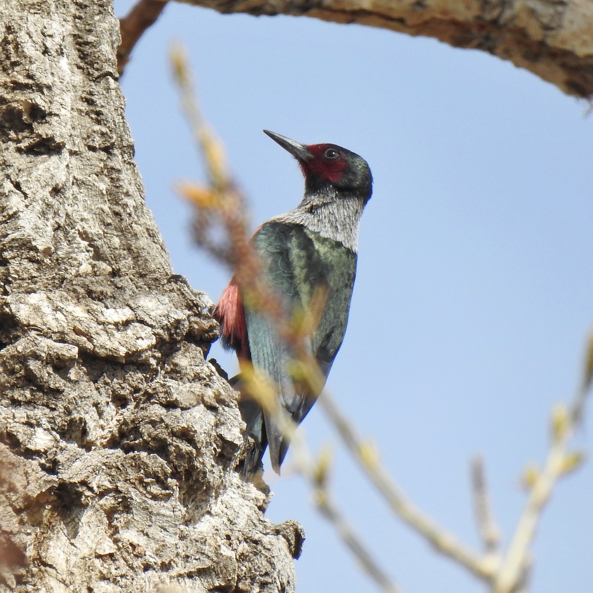 Lewis's Woodpecker - ML335426831
