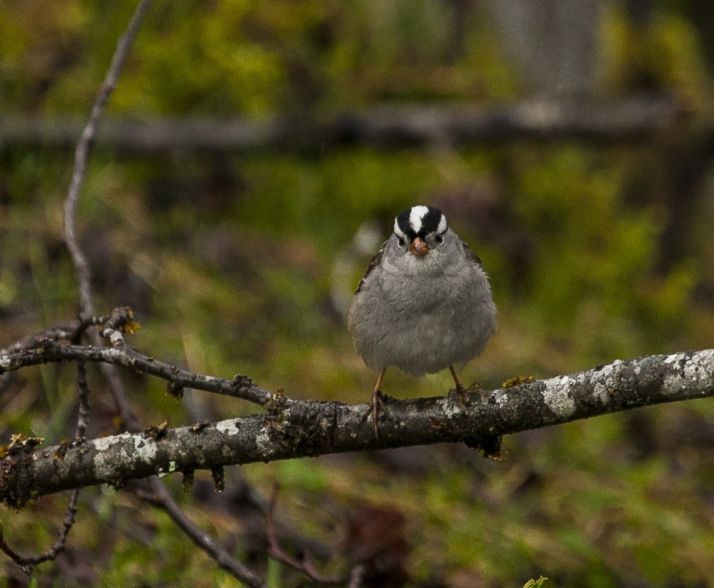 Bruant à couronne blanche - ML335427501