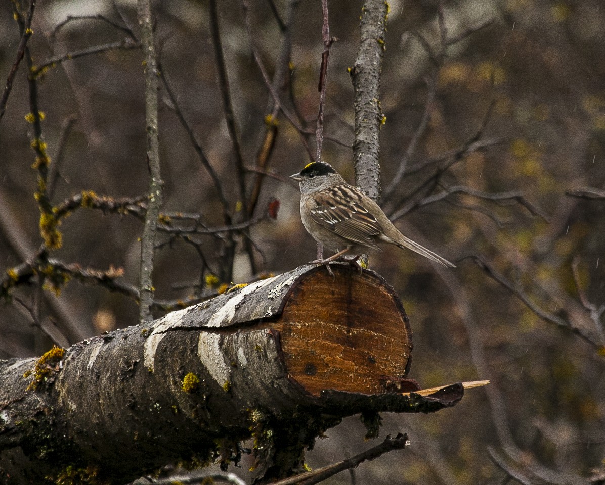 Golden-crowned Sparrow - ML335427681