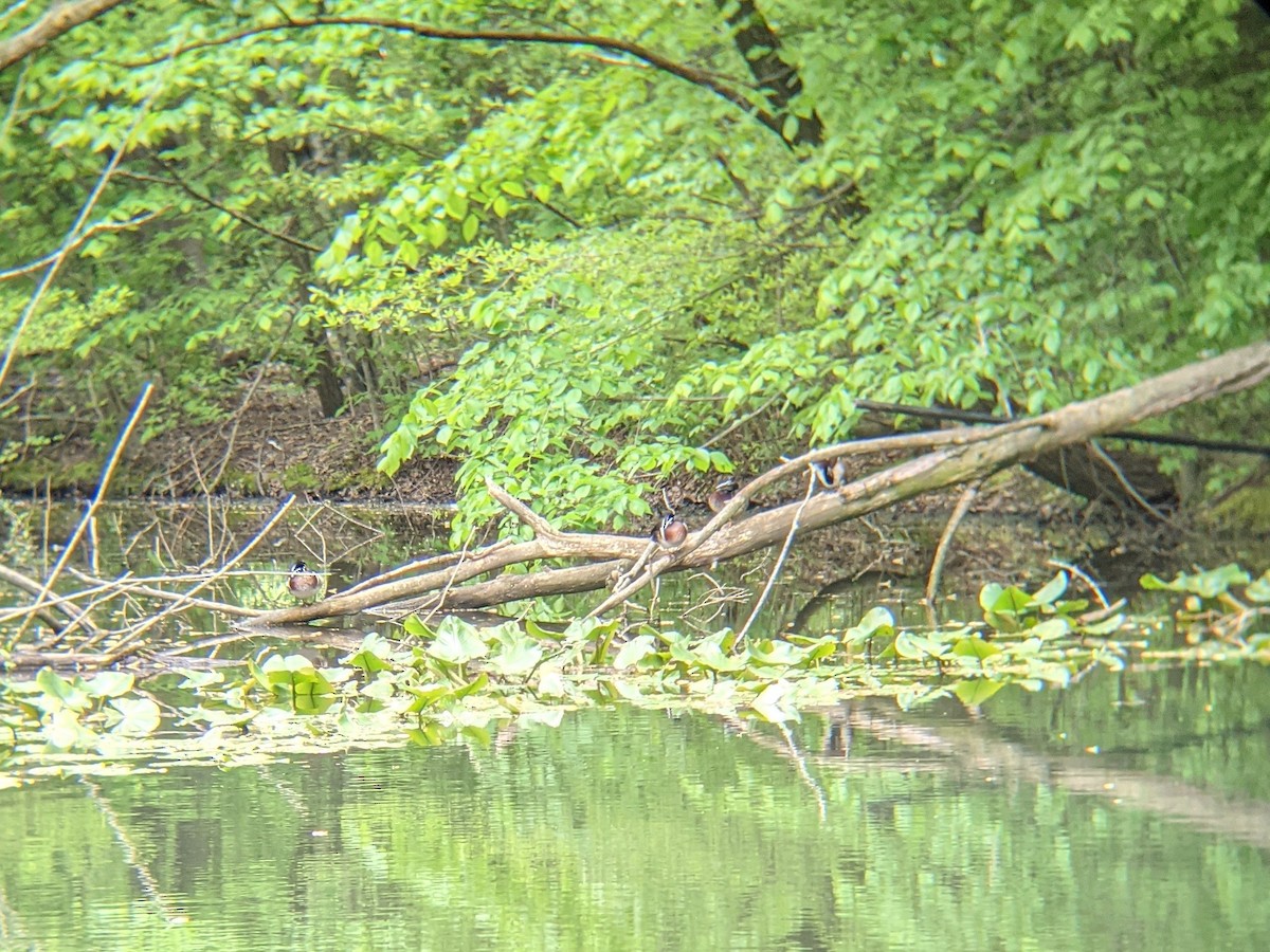 Wood Duck - ML335428981