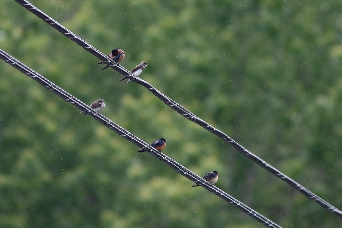 Bank Swallow - ML335430031