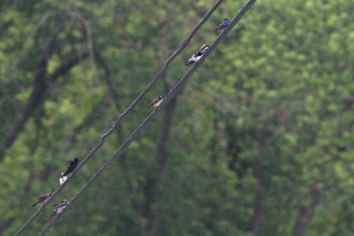 Cliff Swallow - ML335430101