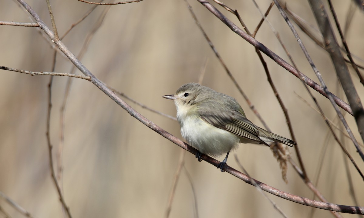 Warbling Vireo - ML335430341