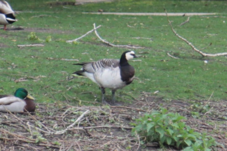 Barnacle Goose - ML335430831