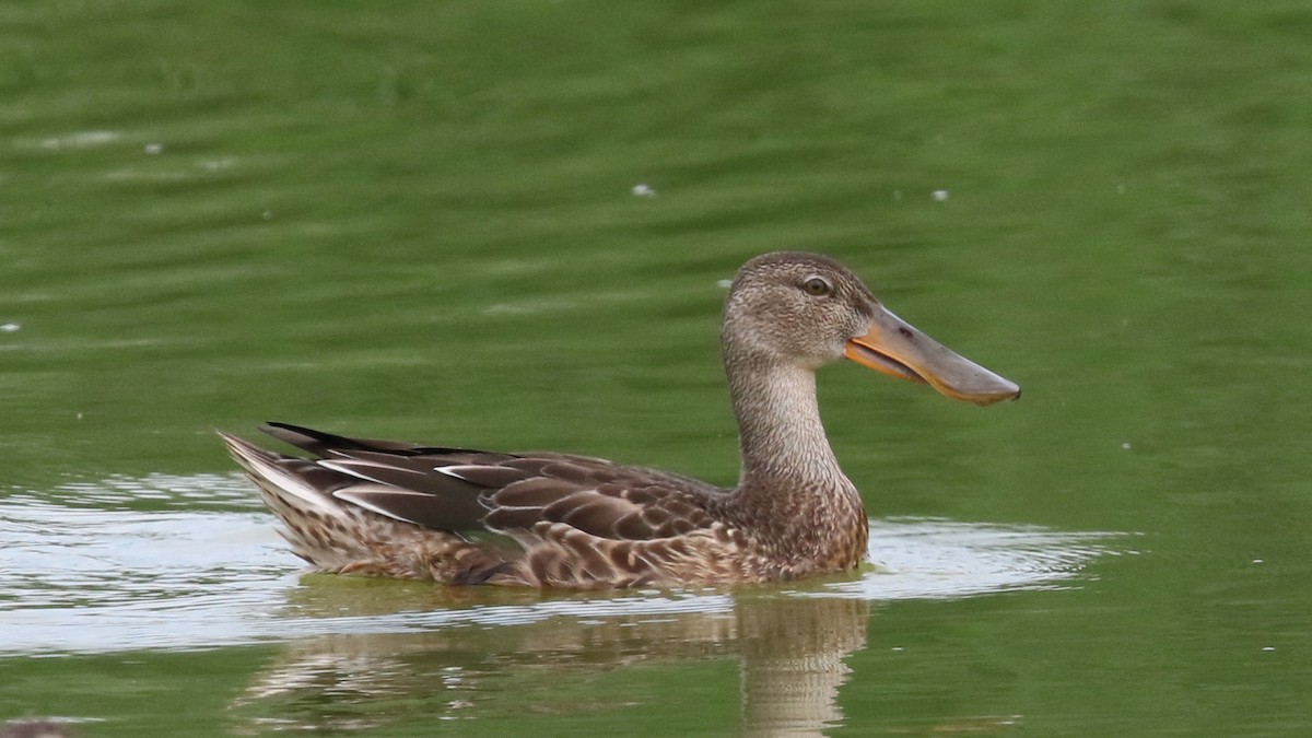 Northern Shoveler - ML33543171