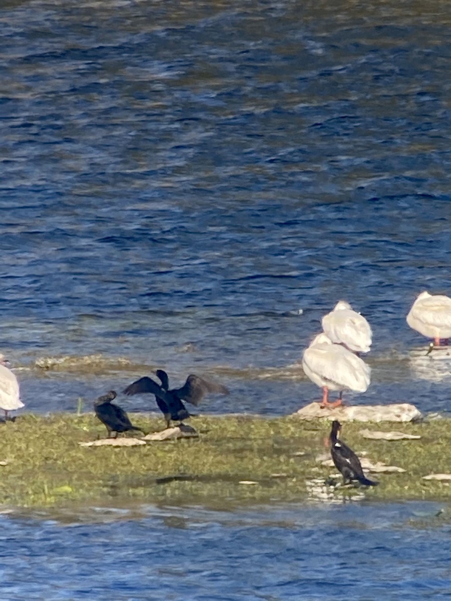 Cormorán Orejudo - ML335431771