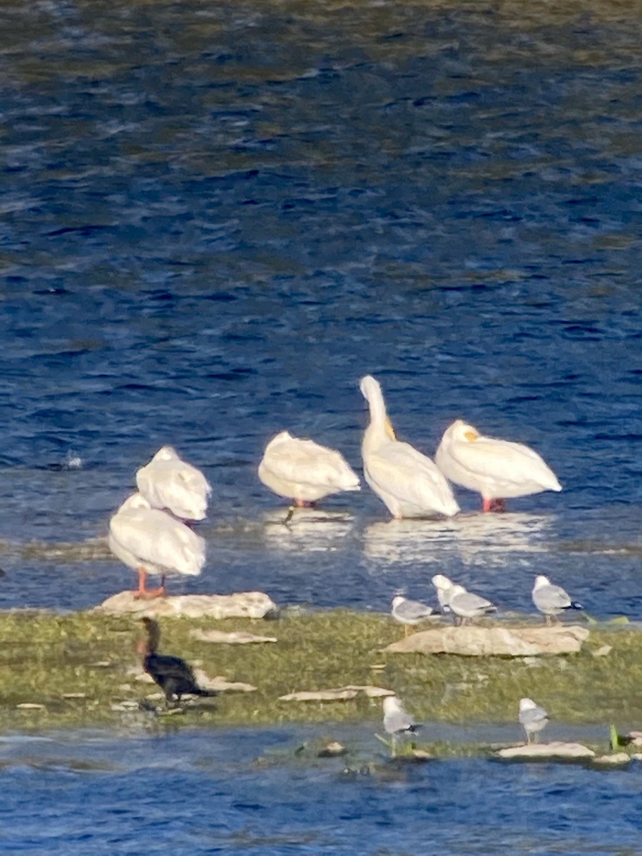 American White Pelican - ML335431901