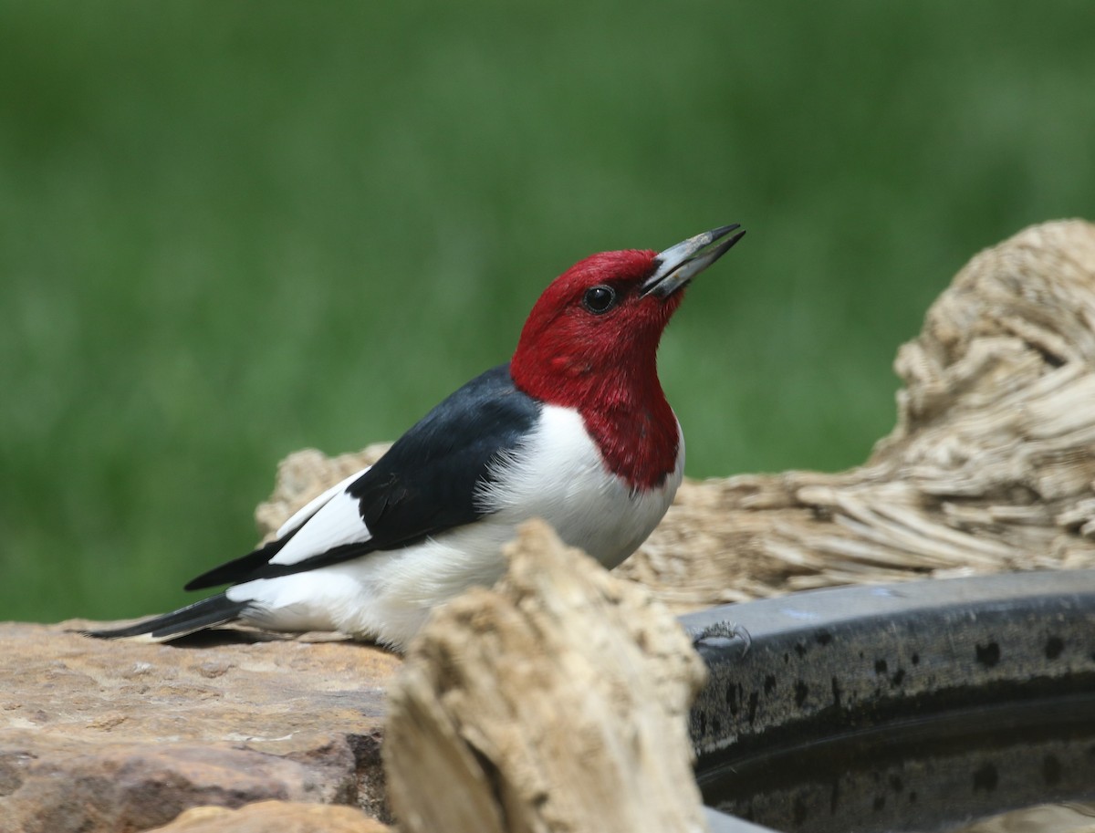 Pic à tête rouge - ML335432031