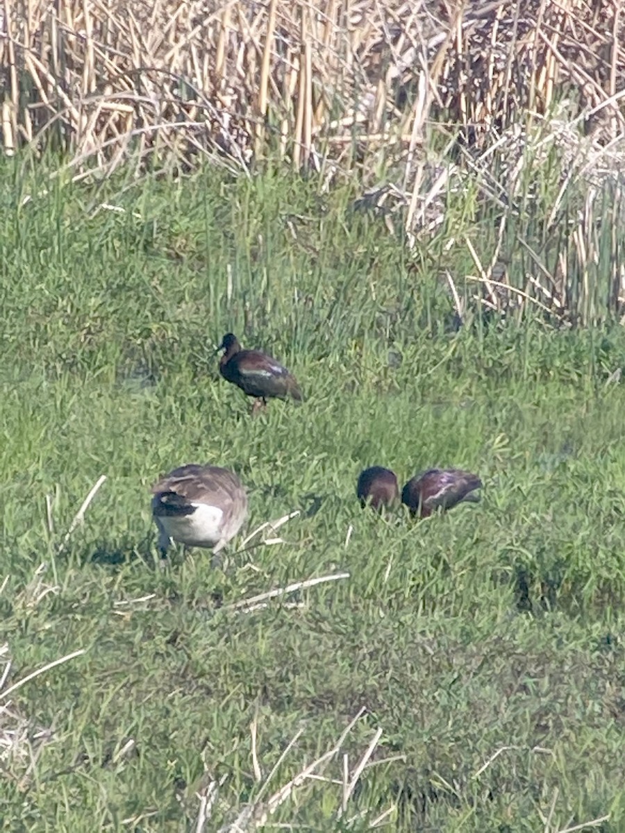 White-faced Ibis - ML335432111