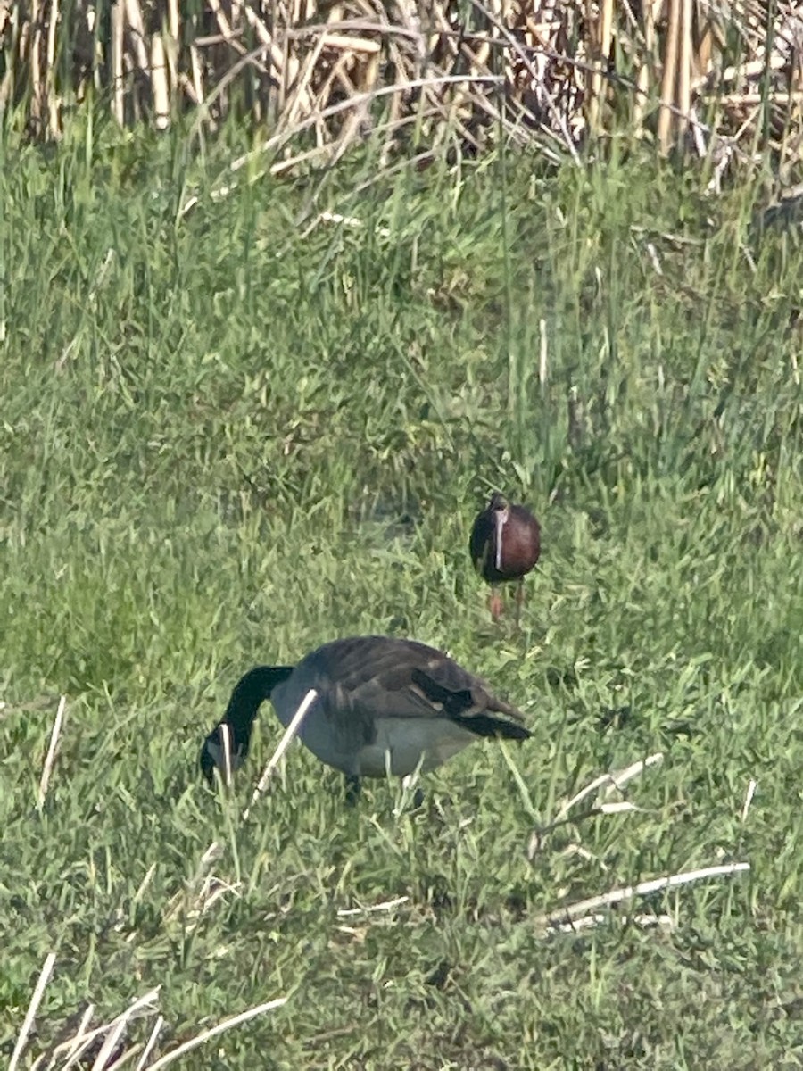 White-faced Ibis - ML335432121