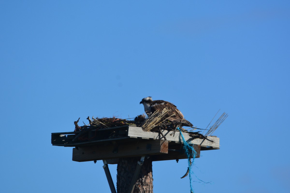 Osprey - Terry  Little