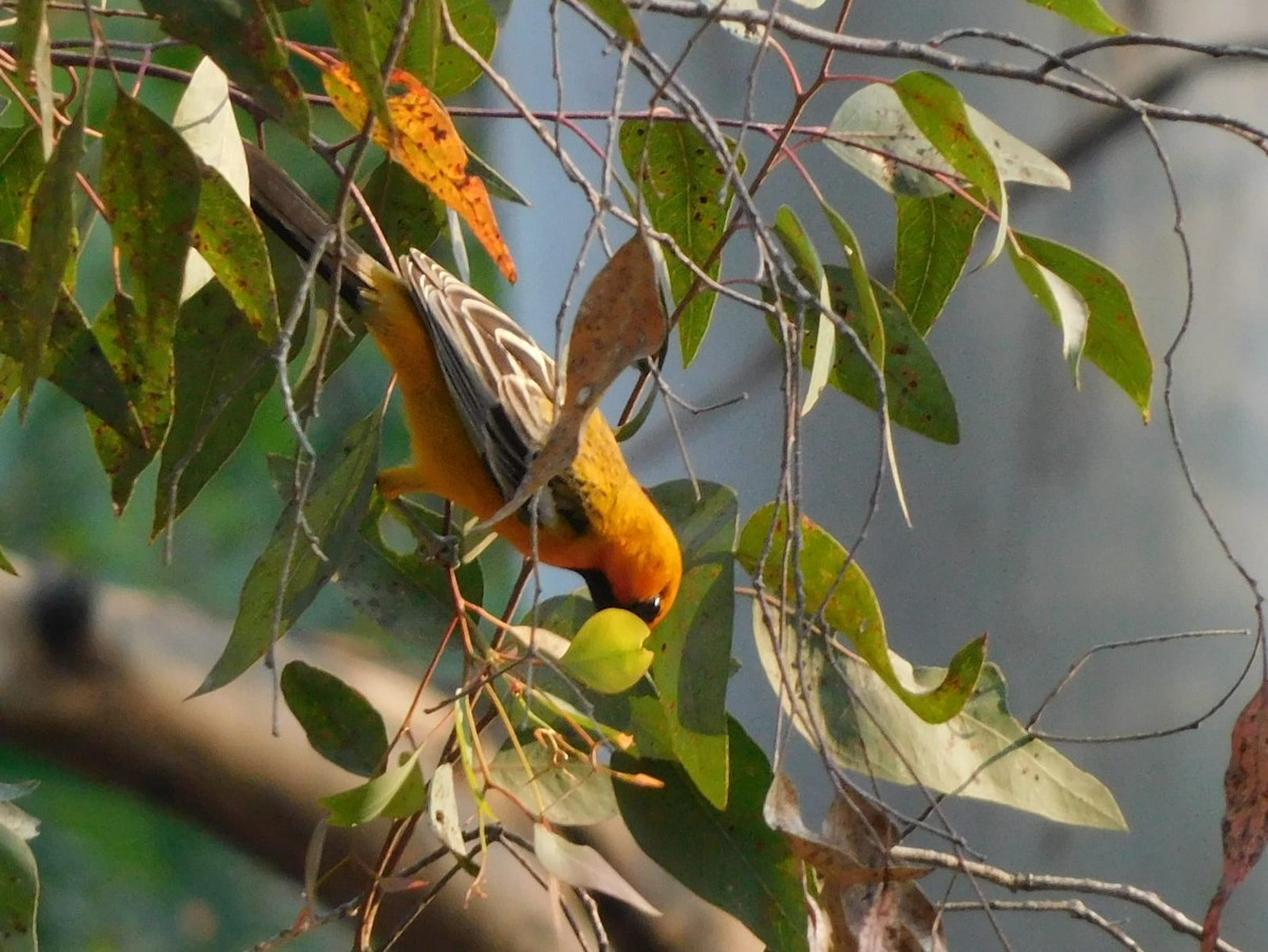 Streak-backed Oriole - Edwy  Varela Pacheco