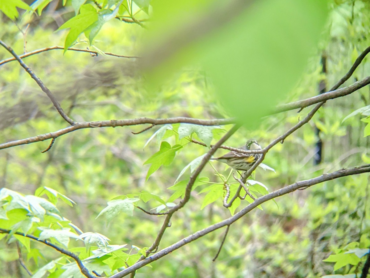 Yellow-rumped Warbler - ML335432671