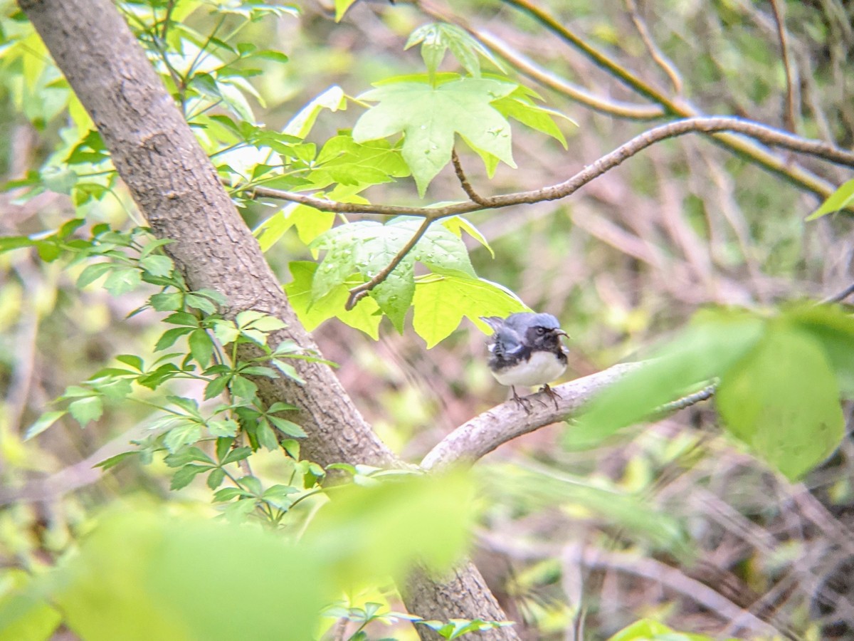 Black-throated Blue Warbler - ML335432681