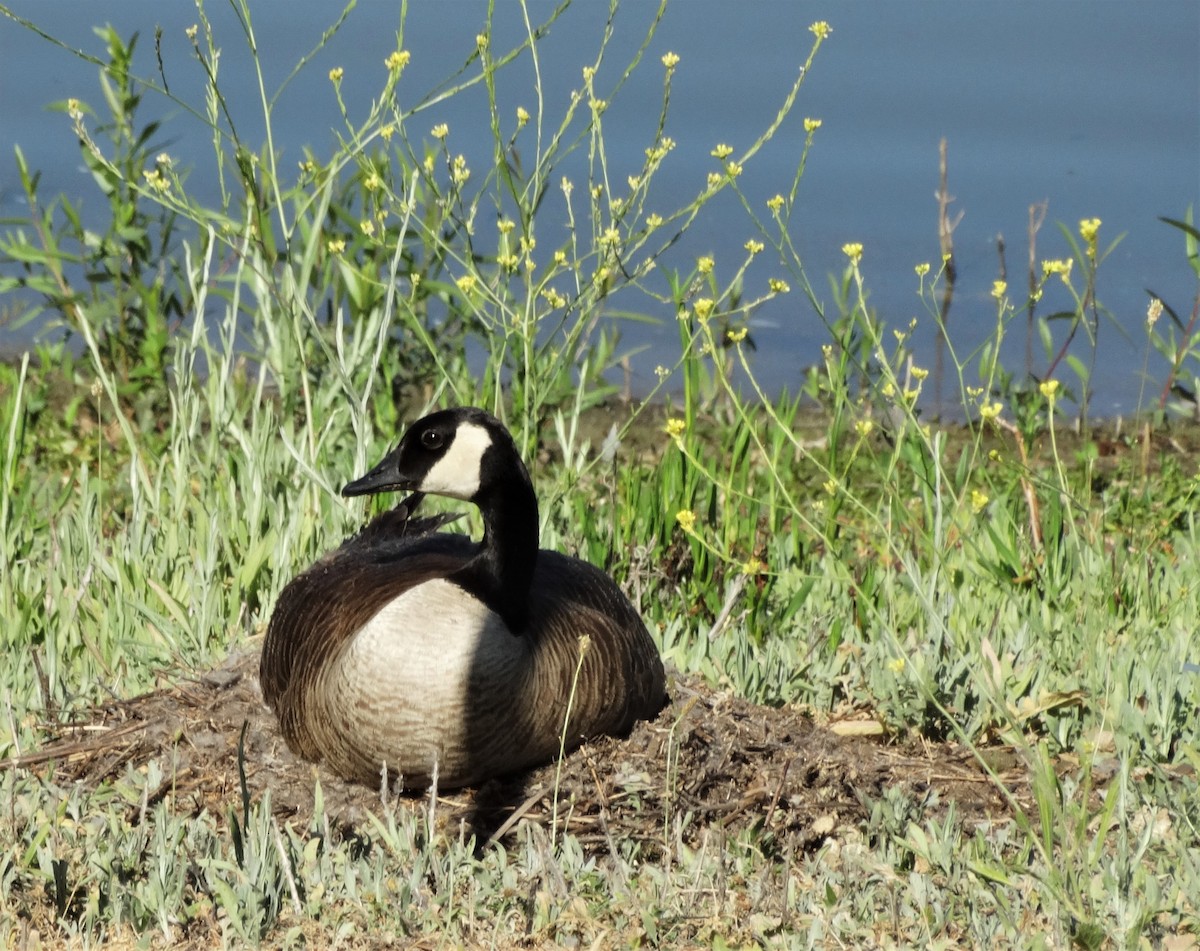 Canada Goose - Cara Barnhill