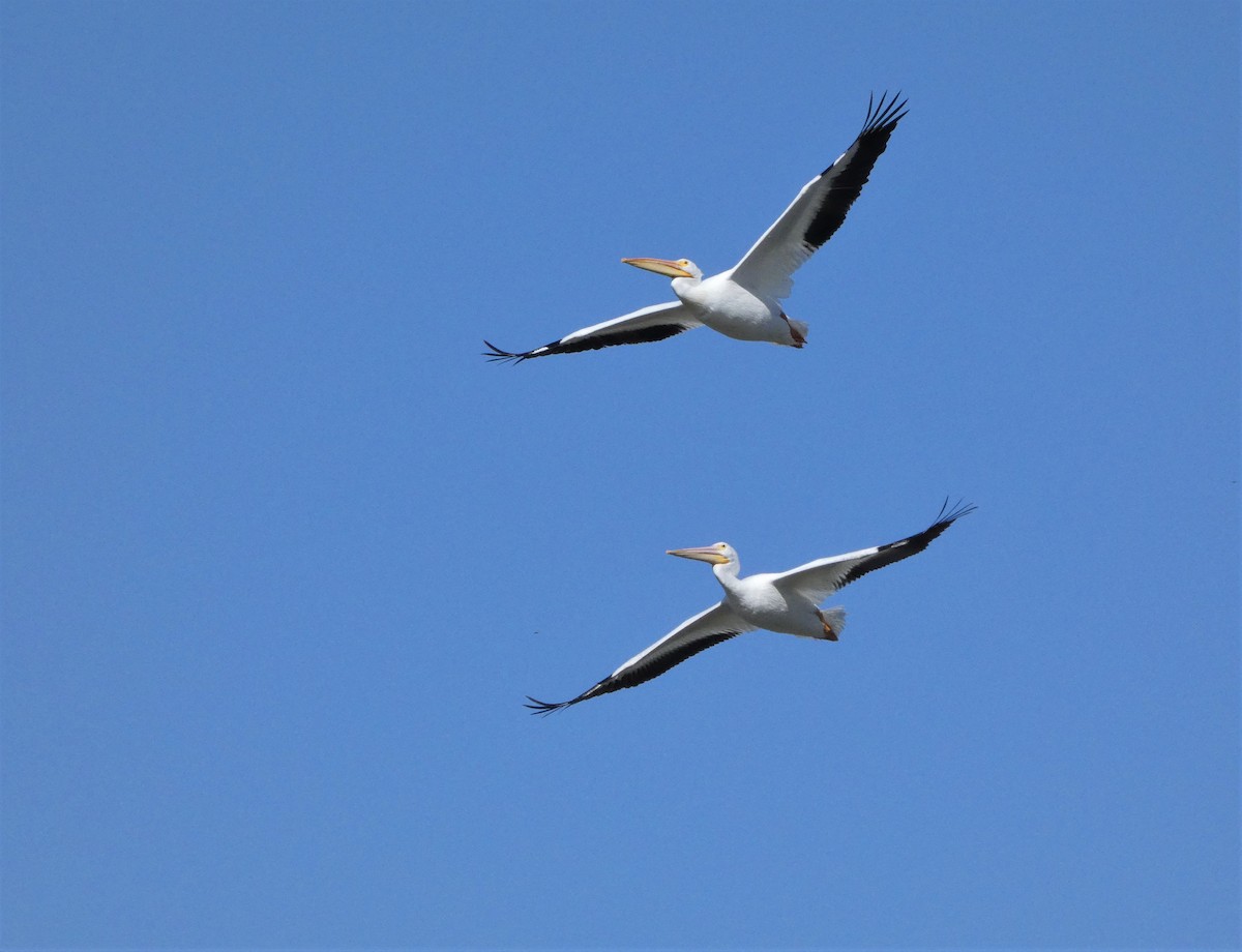 American White Pelican - ML335434491