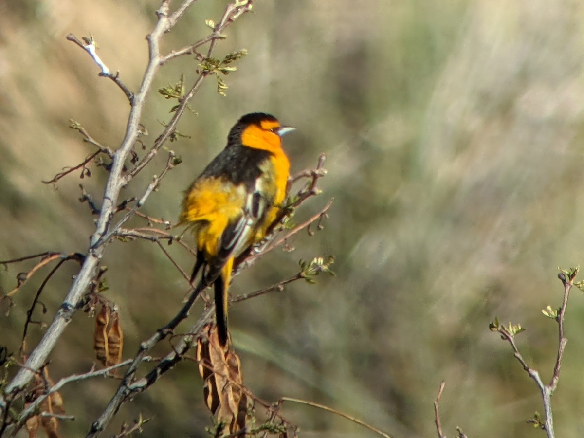 Bullock's Oriole - Keith Barnes