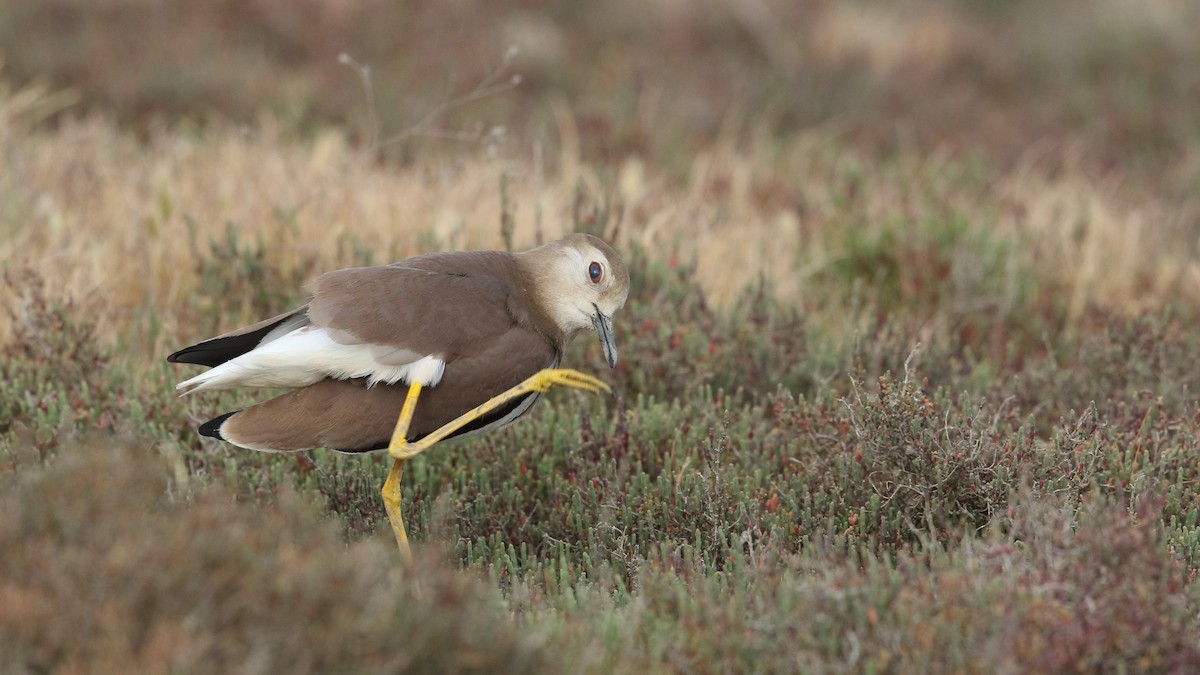 White-tailed Lapwing - Tuncer Tozsin