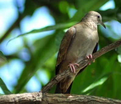 Common Ground Dove - ML335435271