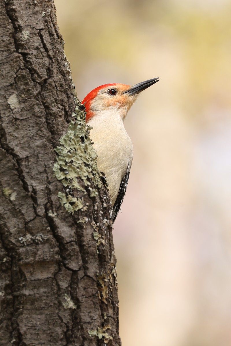 Red-bellied Woodpecker - Knut Hansen