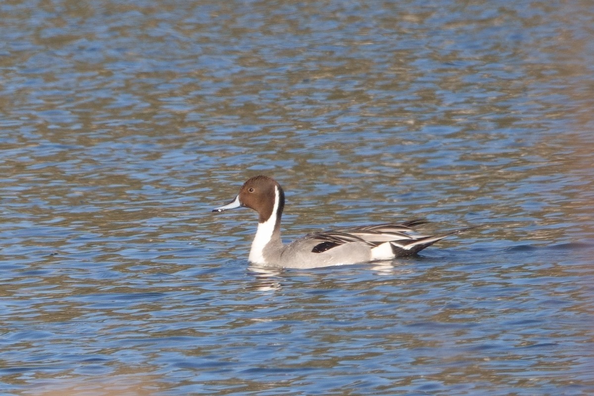 Northern Pintail - ML335440131