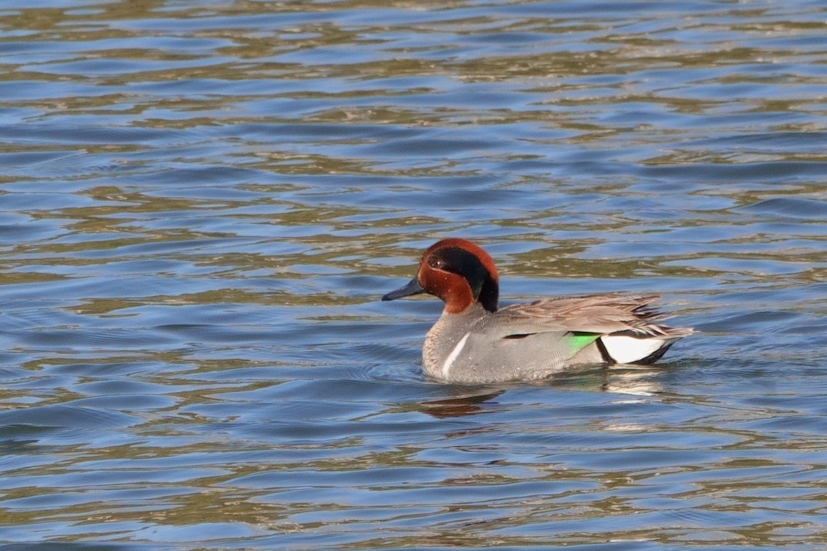 Green-winged Teal - ML335440221