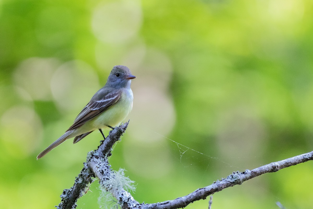 Great Crested Flycatcher - Will Bennett