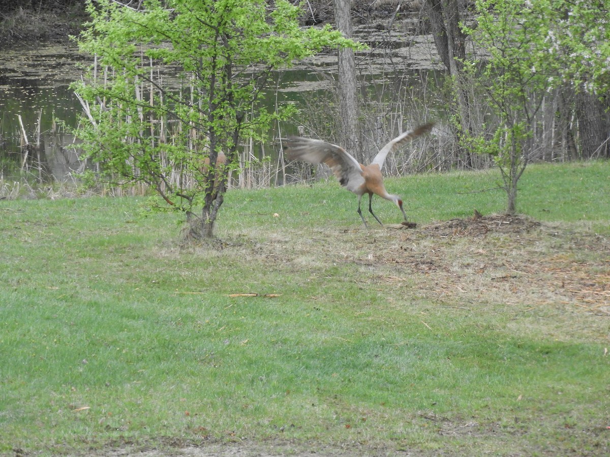 Sandhill Crane - ML335440921