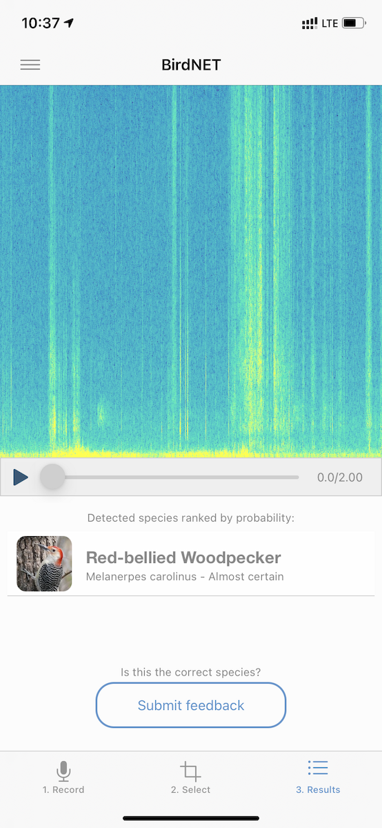 Red-bellied Woodpecker - ML335441171