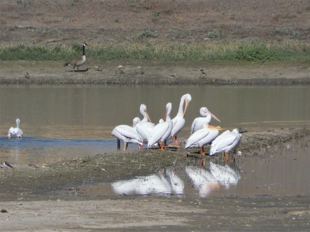 American White Pelican - ML335441671