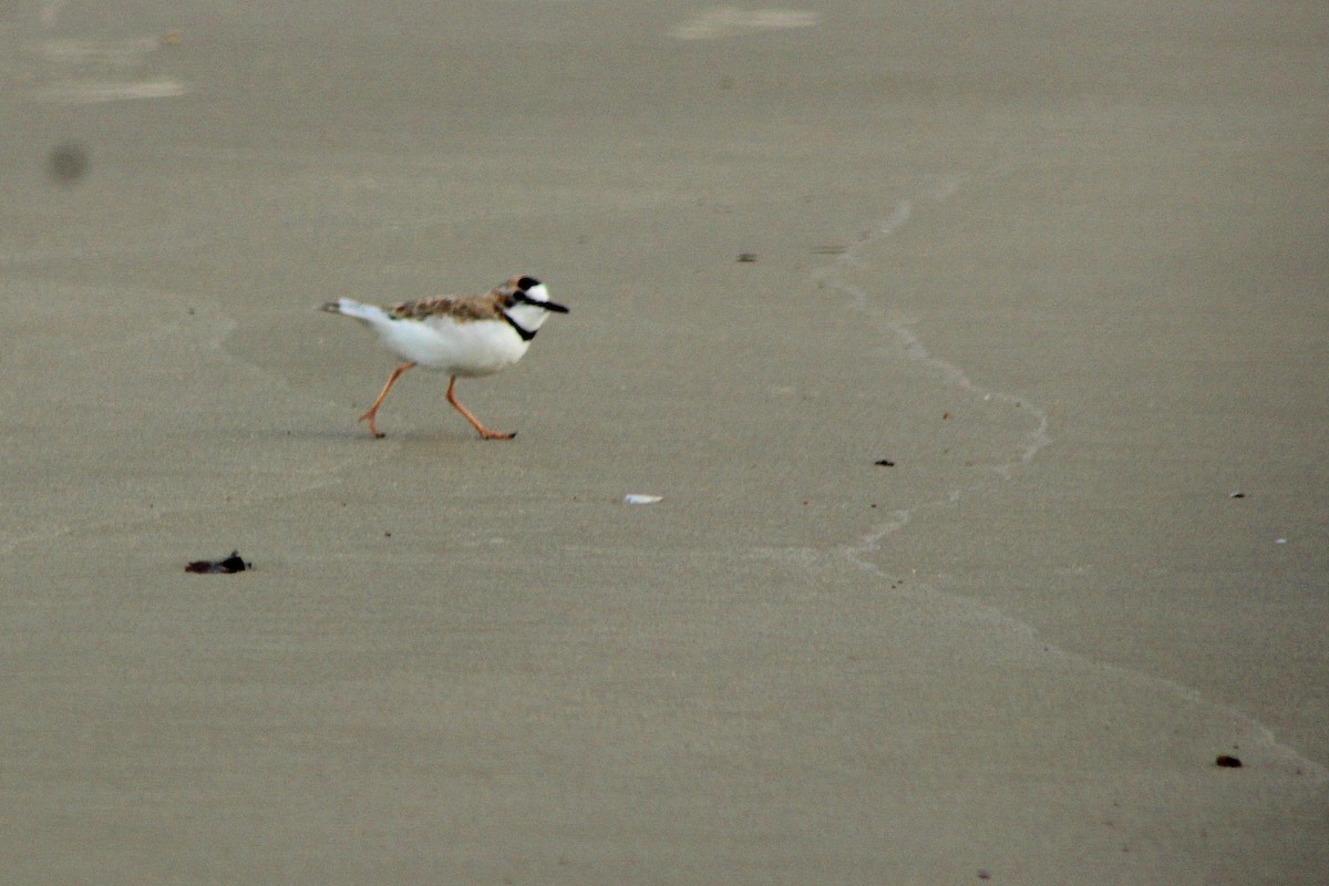 Collared Plover - ML33544171