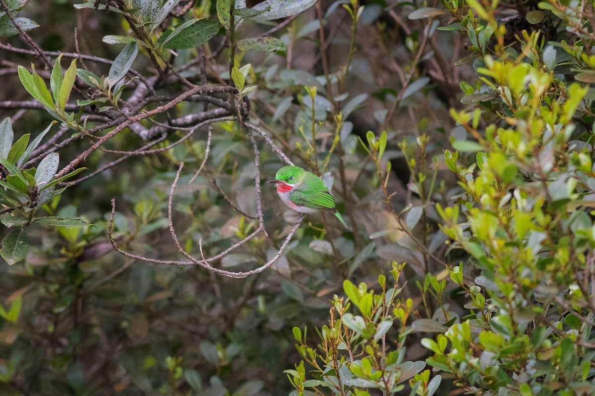 Narrow-billed Tody - ML335443011