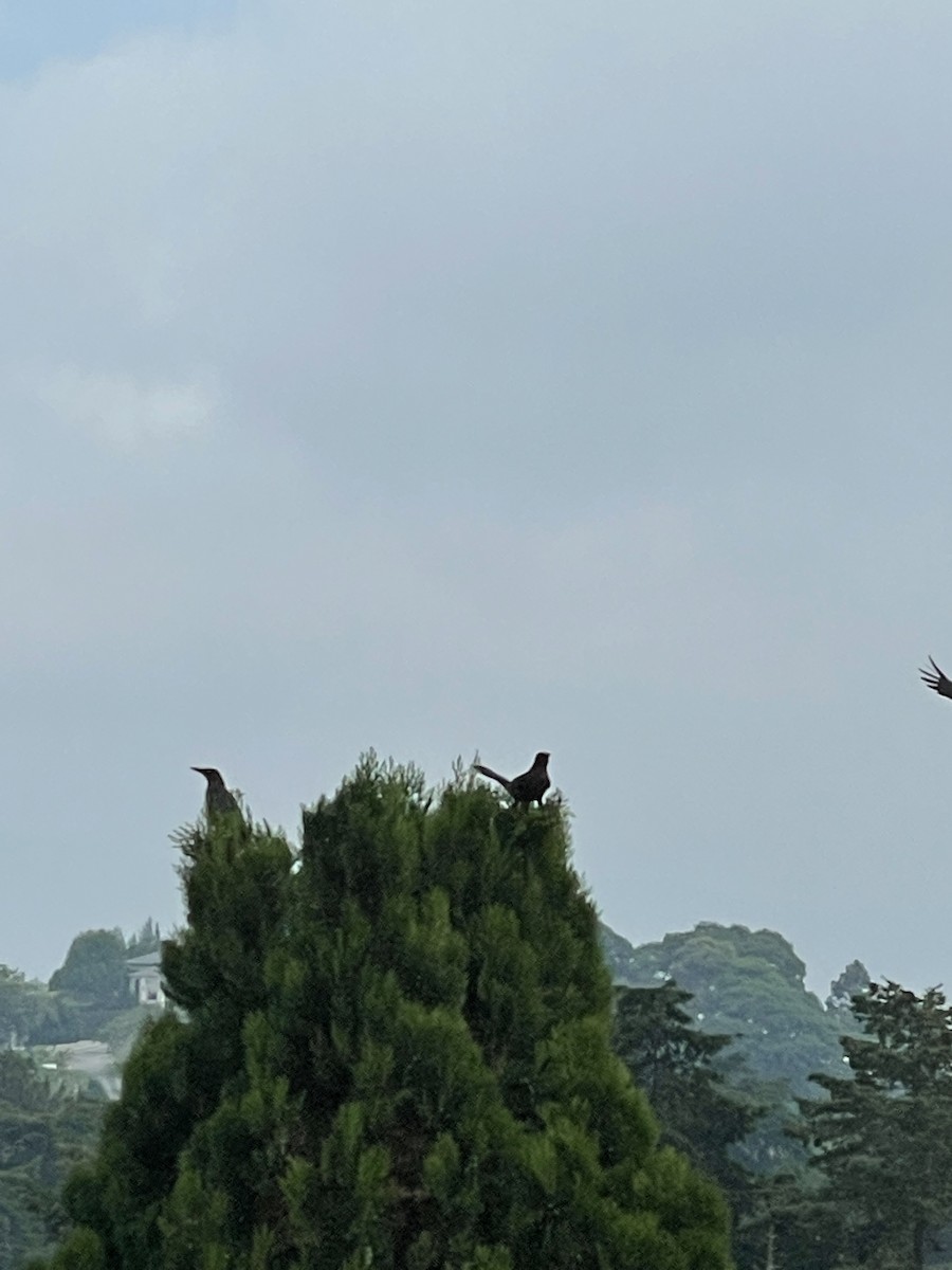 Great-tailed Grackle - ML335445351