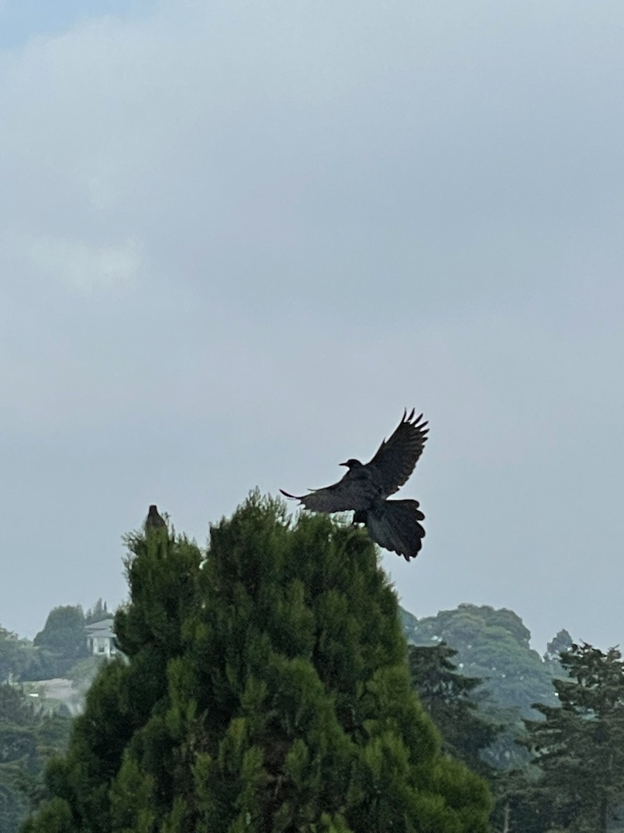 Great-tailed Grackle - ML335445371