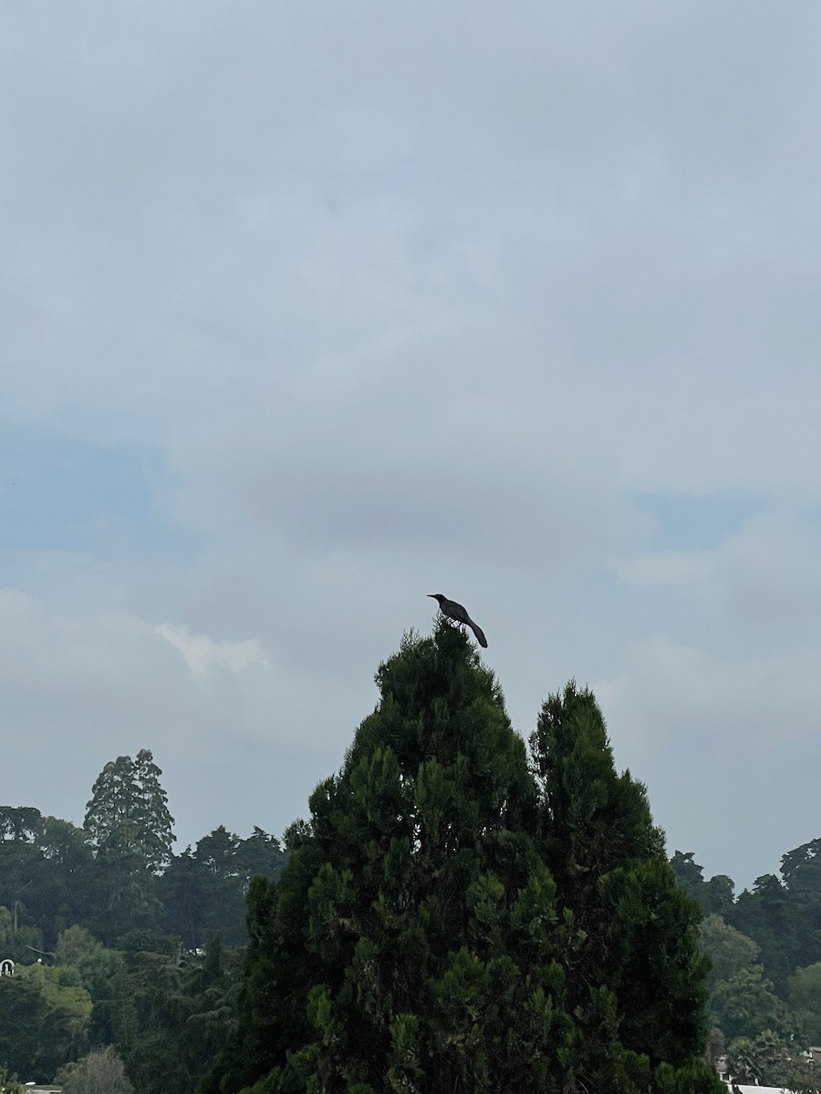 Great-tailed Grackle - ML335445441
